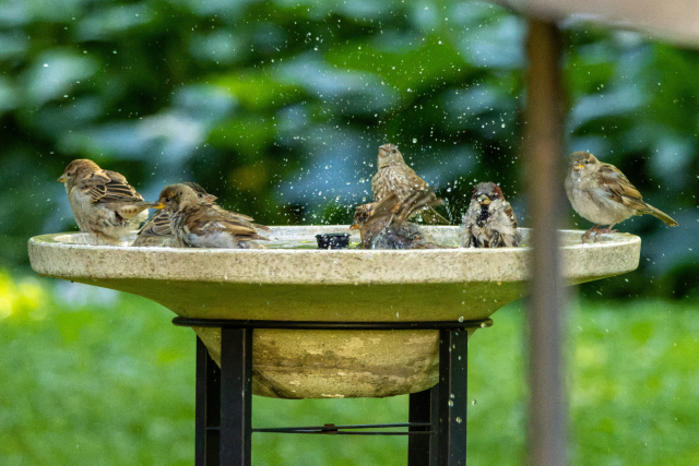 and now the bird bath has gone wild!! there water droplets everywhere! the one in the middle seems to be causing the majority of these droplets as its wings are up and out in a full splash formation. the sparrow directly behind it has a kind of overwhelmed look on its face as if it didnt really want to be splashed with water right then or perhaps its just admiring the water droplets in the air, idk what goes on in the mind of a sparrow sorry