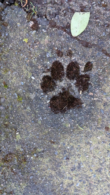 A dog's paw print in cement. Moss has grow in the spot.