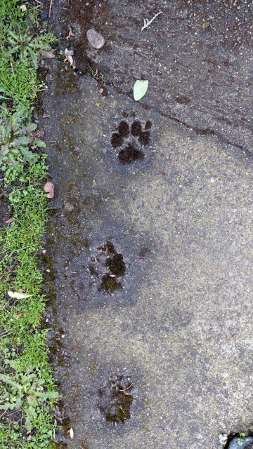 Multiple dog paw prints with moss growing inside.