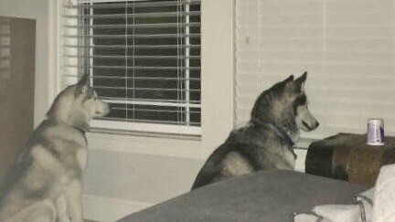 Two dogs sitting in front of two windows, one with open blinds, one with the blinds closed. 