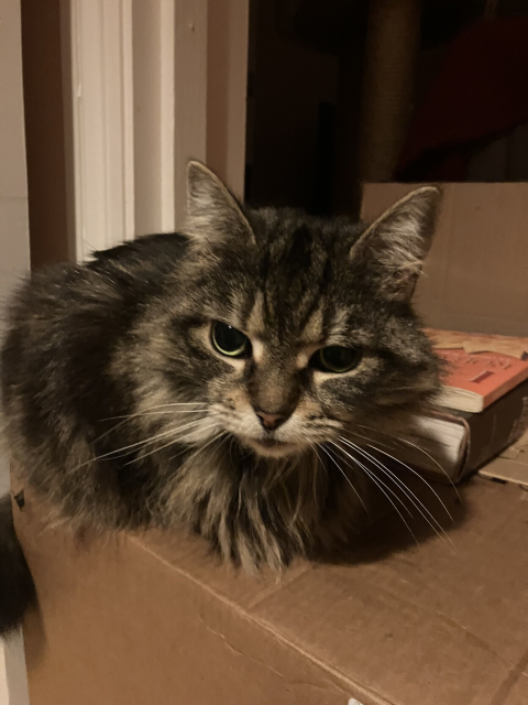Rey, a brown tabby with medium long hair, sitting on top of a box