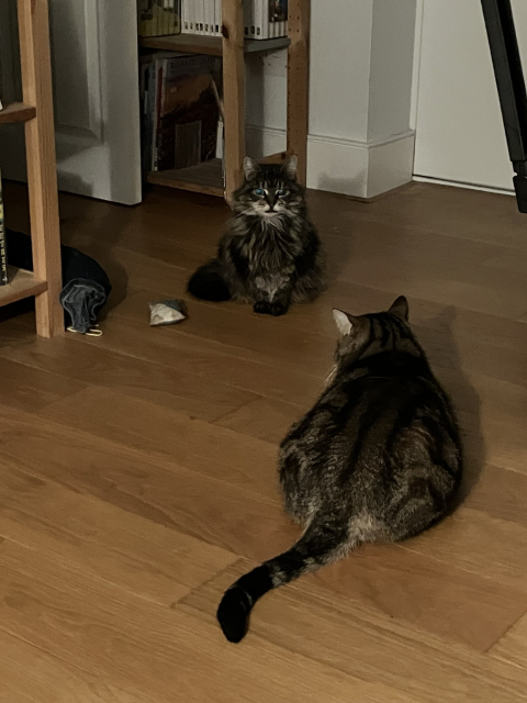 Rey, a small brown tabby cat looking towards the camera