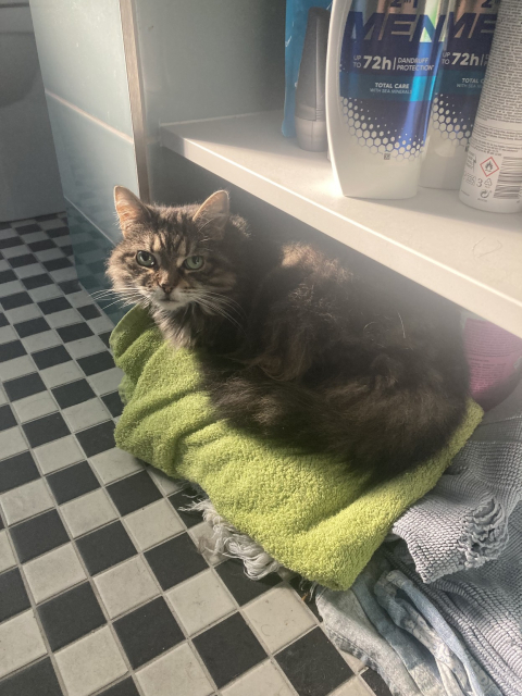 Rey, a small brown tabby cat, sitting on a bunch of towels piled on the bathroom floor, looking towards the camera while a ray of sunlight illuminates half her face