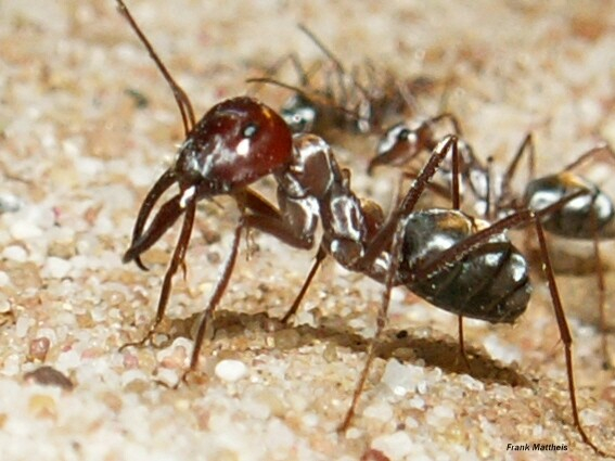 Cataglyphis bombycina, the Saharan silver ant has majors with very long mandibles. I'm looking for the reason for these long rather wide mandibles, suspect it may be for grabbing larger dead creatures and draging them back to the nest...

Notably the majors do not forage at all in the species but they could be called to a bonanza of food and haul it back?

The majors also act as repletes holding food in their bodies and by laying trophic eggs. 

The mandibles could also serve to intimidate vertebrates. (It'd work on me. )