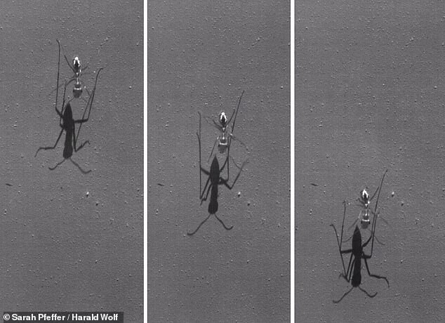 Overhead photo of ants running taken by a high speed camera from a study on their gait and speed. 

They can run at two miles per hour... which for something this small is insane. 

They leave the nest at the height of noon meandering and searching for food. As soon as they find food they are able to run directly back to the nest, no back-tracking. They use polarized light and landmarks to determine the direction of home.