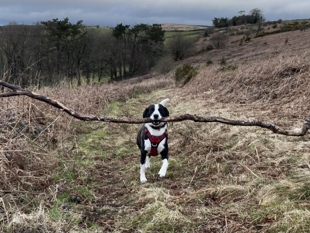A black and white dog happily runs up a hill on Dartmoor carrying a stick that is so long it entirely fills the frame.