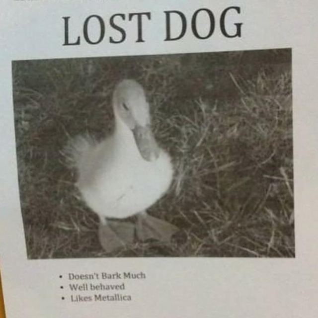 Lost dog poster showing a duck that
* Doesn't bark
* Well behaved
* Likes Metallica