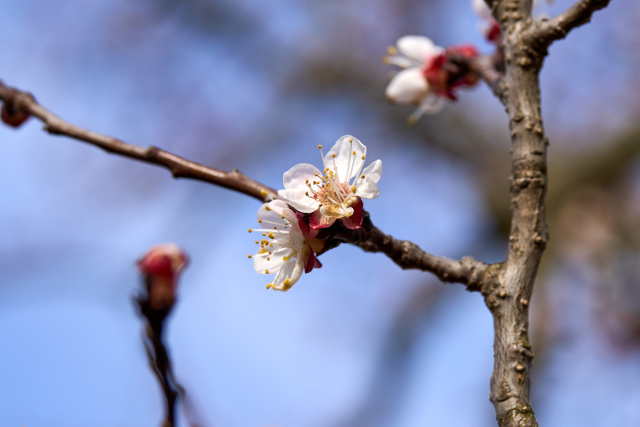 apricot blossom detail