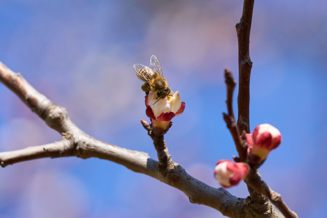 apricot blossom with a bee on top