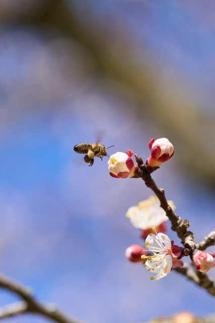apricot blossom with a flying bee