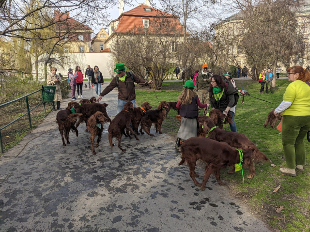 Group of people with many irish setters. People are wearing green hats, green pins or jackets, dogs are decorated by green scarfs around their neck