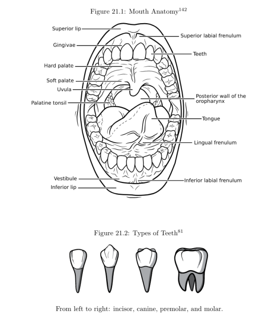 Figures showing mouth anatomy and types of teeth.