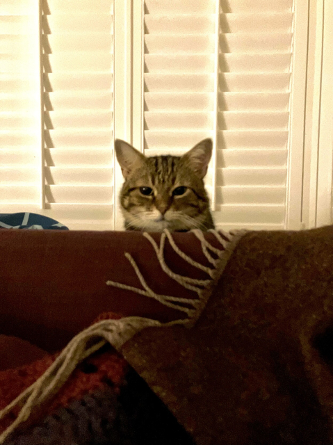 A large tabby cat poking his head from behind the sofa and looking directly into the camera