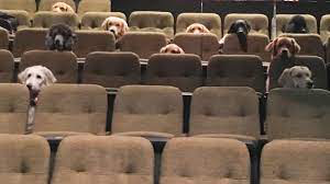 Various service dogs sitting in five rows of theatre seats peeking their heads over the seat backs as they watch the performance. There are no humans in the theatre seats.  Just dogs. 