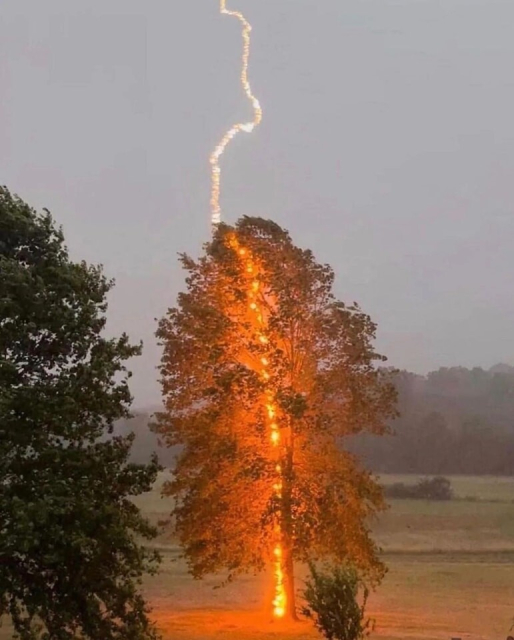 Lightning zaps a tree, leaving a trail of fire all the way to the ground.  What makes this especially dangerous is that the electricity will spread along the root system.

Vertical photograph;  click to see the lightning and the whole tree (or what's left of it).

The photographer is Debbie Parker.
