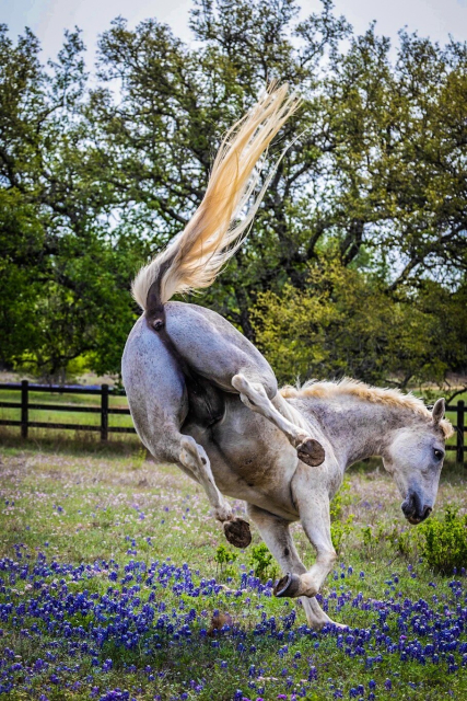 Rural outdoor setting. Closeup of a grey horse bucking HIGH against a backdrop of blooming bluebonnets in the foreground and live oak trees in the background. The horse is shot from behind, in mid-buck, his white tail in the air, and his hind legs also airborne.