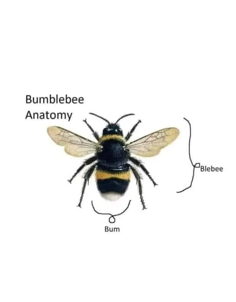 Bumblebee anatomy. The backside is marked as the bum, and the remainder is marked as the blebee.