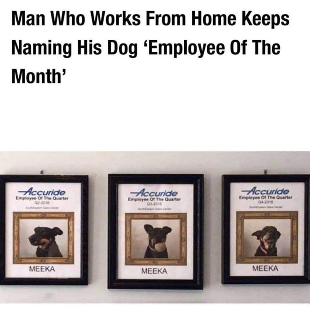 Man Who Works From Home Keeps Naming His Dog ‘Employee Of The Month’ hoad  MEEKA MEEKA MEEKA 