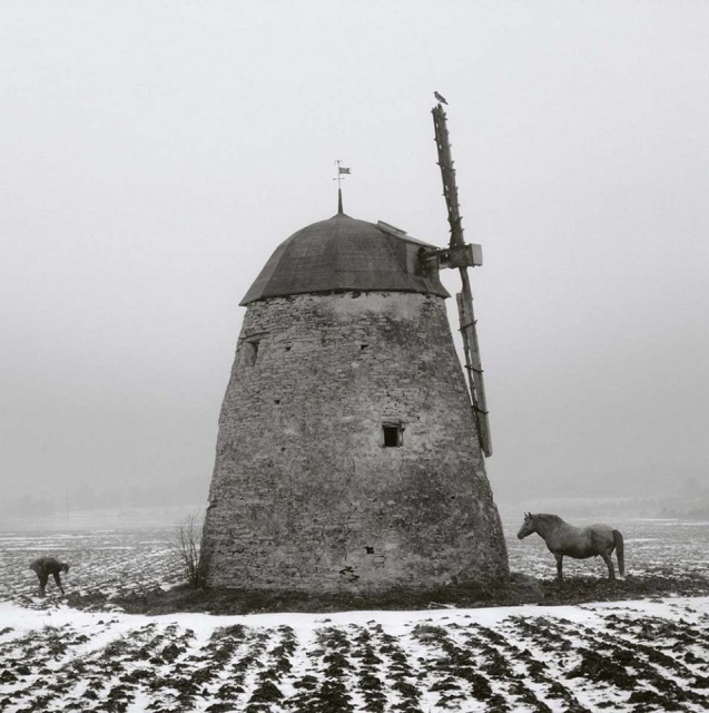 Black and white photo of a wide base windmill in a field with a man bending down to pick up something to the left and a horse facing the windmill to the right