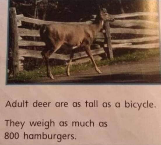 a deer next to a wooden fence. Text reads, "Adult deer are as tall as a bicycle. They weigh as much as 800 hamburgers."