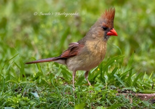 This is a female northern cardinal.  She is standing on some brick pavers that I put down years ago to define my bird feeder area in the middle of the yard.  Some of the rough brick color and texture is visible through the green grass. The background of this picture is mostly very green grass.  The cardinal is facing right with her right side facing the camera.

The cardinal's crest i very prominent and pretty.  A dark purple front edge sticks straight up from the top of her thick conical orange beak.  The crest tapers like a fan to the back of her head and the color quickly fades from the dark front edge to orange, then gets lighter until it blends with her light brownish orange face and body.  There is a black ring that circles her beak, and her black eye appears to stare forward.  Her right wing, that lays neatly against her body, is a mixture of orange and black, but there appears to be a purplish feather out of place at the shoulder.  Her orangish tail sticks straight back parallel with the ground.  Pink legs reach down to feet that are hidden by grass.