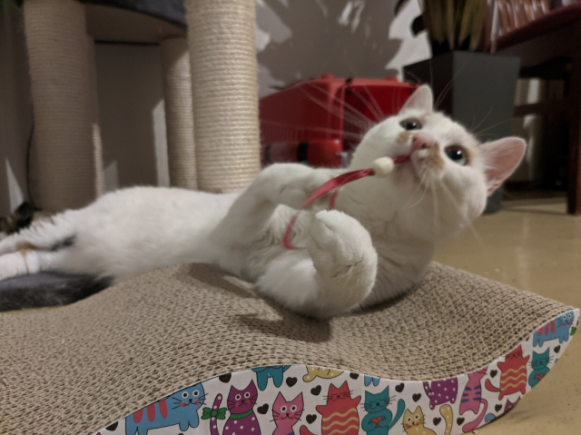 Me playing with the best toy. A bead on a piece of ribbon.