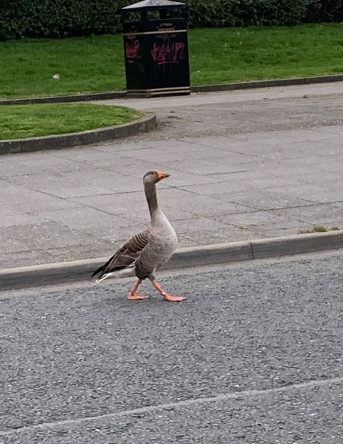 A photo of a goose with an orange been, long neck  and orange feet and white black and grey feathers walking upright by the kerb on the road near the pavement . green grass, the grey pavement and grey road, grass and a green bin are visible in the photo 