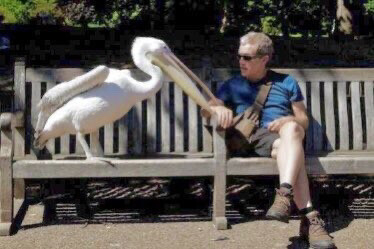 A pelican sits on the left of a park bench next to a middle aged man on the right. They appear to be having a discussion.