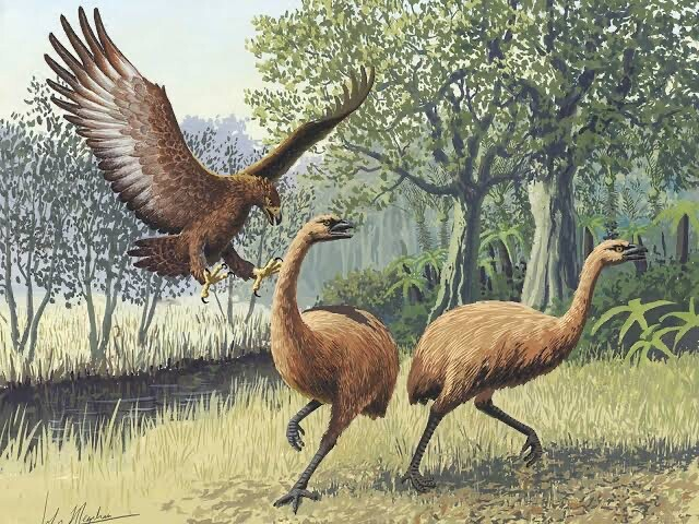 A Haast's eagle hunts moa by John Megahan from PLOS Biology, 2005