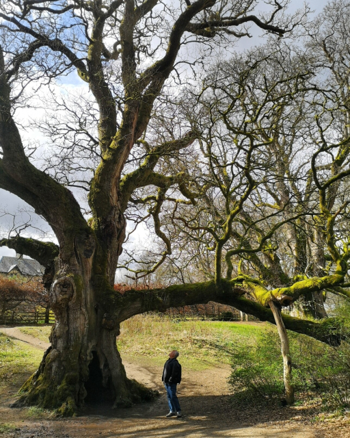 500 hundred year old Birnam Oak with me looking quite small under it. The tree's intricate branches are covered in moss, one branch supported with a plank, and the bottom half of the trunk is hollow.
