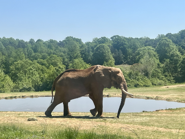 Photo of elephant with tusks walking. In background is a water hole, green trees, and blue skies.