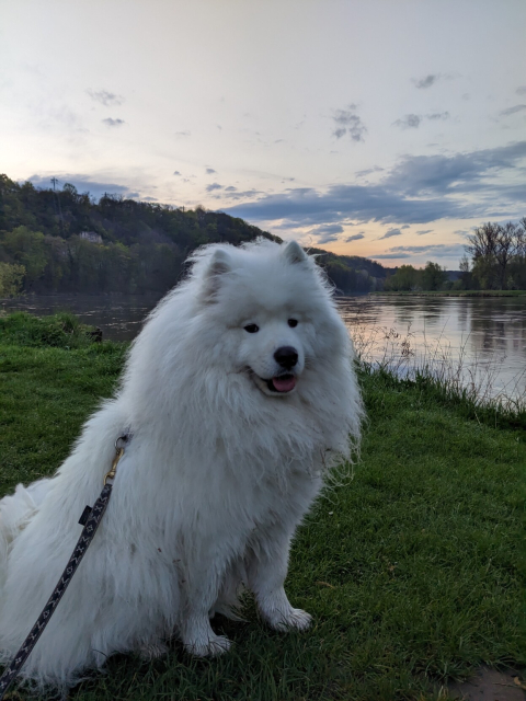Samojed na břehu řeky za soumraku