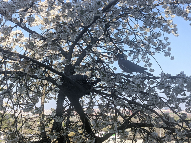 Two pigeons on a sherry tree in bloom, one sitting in a nest, second carrying little branch to the nest.