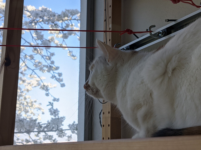 Me behind a balcony glass carefully watching the nest building process