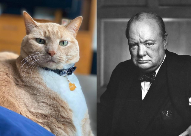 A vertically split double photo, on the left side in color is an orange tabby cat looking intently into the camera, a slightly serious look on his face. On the right side in black & white is a former British Prime Minister, looking intently into the camera, a slightly serious look on his face.