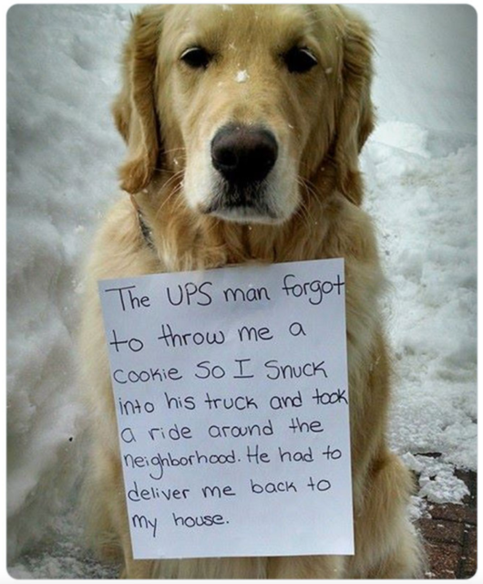 Dog-shaming meme! Photo of sweet golden retriever sitting outside in the snow, looking calmly into camera. He has a handwritten sign hung around his neck, it reads THE UPS MAN FORGOT TO THROW ME A COOKIE SO I SNUCK INTO HIS TRUCK AND TOOK A RIDE AROUND THE NEIGHBORHOOD. HE HAD TO DELIVER ME BACK TO MY HOUSE.