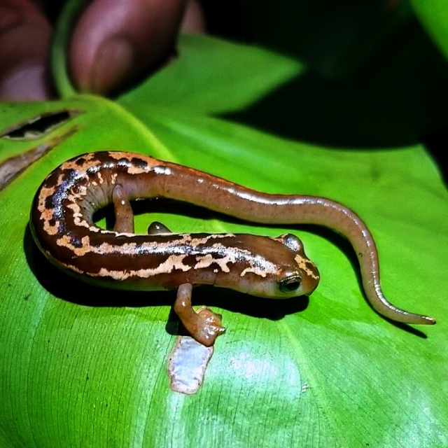 A salamander from the Bolitoglossa genus with brown skin and creamy-tan blotches over the top of the body. It is standing on top of a leaf while curving its body so that its tail (top) is near its head (bottom). A webbed foot is shown at the bottom, a characteristic that distinguishes the taxa 