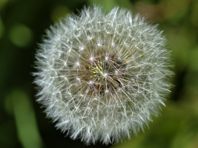 Closeup of a dandelion