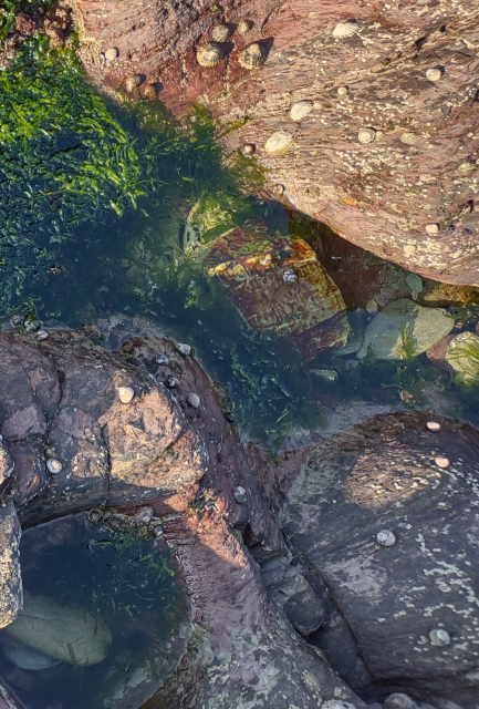 A pair of seaside rock pools in early evening. 

The rocks that serve as home to the pools in this image are a reddish sandstone. A delicate patch of green seaweed is visible in the larger pool. The smaller pool nestled in the lower left is strikingly circular and quite deep for its size, most likely eroded out of the rock by pebbles caught in eddies in the tide. A few small grey flat stones are visible in the larger pool in the center. 

The dry rock face surrounding the pools is scattered with tiny barnacles and small periwinkle snails, and a few limpets, patiently awaiting the return of the tide. 

The low angle of the sunlight coming from the lower left casts a few shadows. 

The location of the pools is at Talland Bay, on the southeast coast of Cornwall (UK). 

I spent many wonderful lazy summer afternoons "rock pooling" here as a child in the 1970s and this images personally extremely evocative of wonderful memories for me period. 

The rock pools on this beach are unusually fine examples, no doubt thanks to Talland's unique obliquely layered sandstone rock formations. 