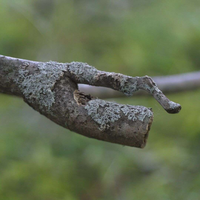 This is a branch covered in lichen.
