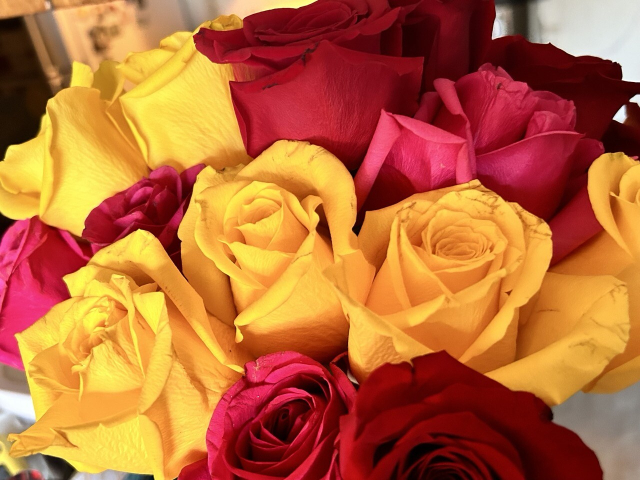 two dozen red and yellow roses