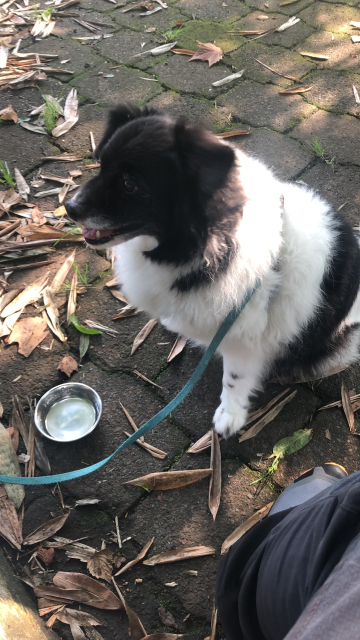 Mozzarello, mi perro blanco y negro, muy peludo y suavecito, sentado en los adoquines alrededor del lago. Hay hojas secas de bambú tiradas alrededor. M está frente a su platito de agua.