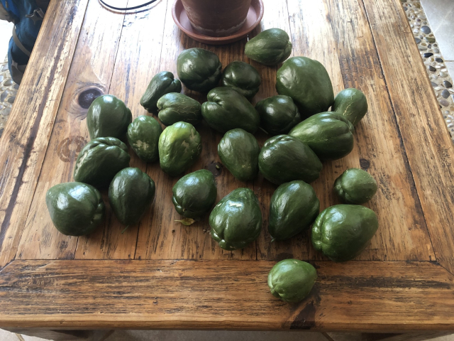 Unos 24 chayotes verde oscuro y sin espinas, desde grandes hasta medianos.