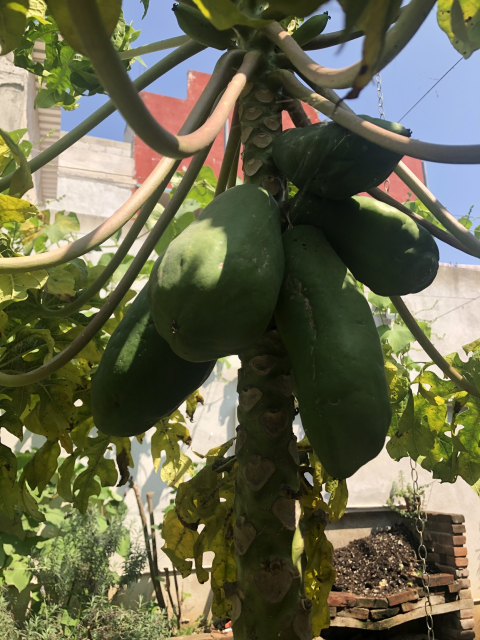 Árbol cargado de papayas.