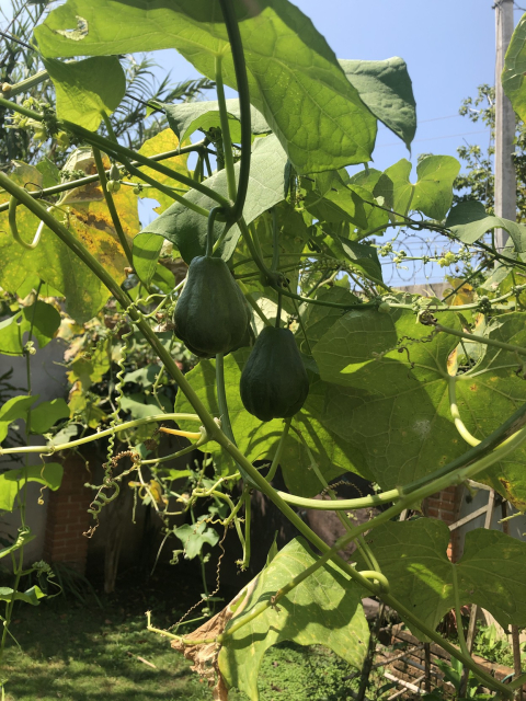 La chayotera infinita, con dos chayotes grandes a punto de estar listos.