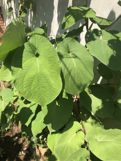 Planta de acuyo con sus hojotas deliciosas.