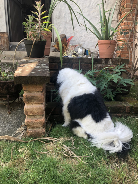 Un perro blanco y negro, bien conocido, junto a un zacate limón y papaya. Está viendo fijamente hacia adentro de la zanja capta-lluvia; debe haber un animalito escondido ahí.
