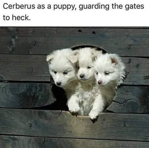 Three puppy heads poking through a hole in a fence. Text says Cerberus as a puppy, guarding the gates to heck. 