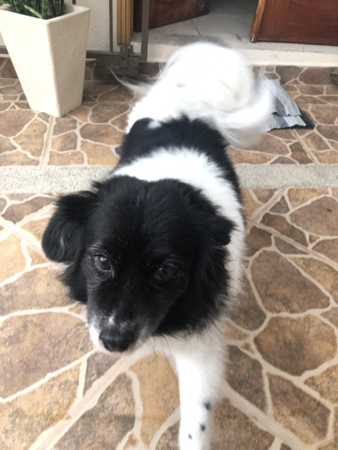 Mozzarello saliendo por la puerta.