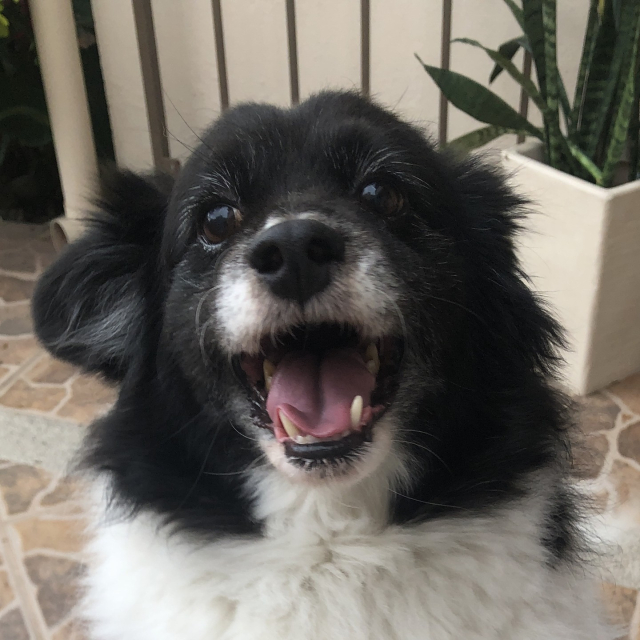 Mozzarello con sonrisa de perrito.